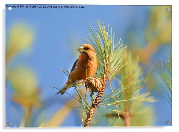 Crossbill Acrylic by Alan Sutton