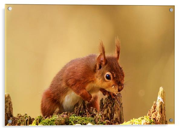 Hungry Red Acrylic by Alan Sutton