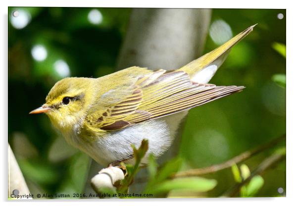 Wood Warbler Acrylic by Alan Sutton
