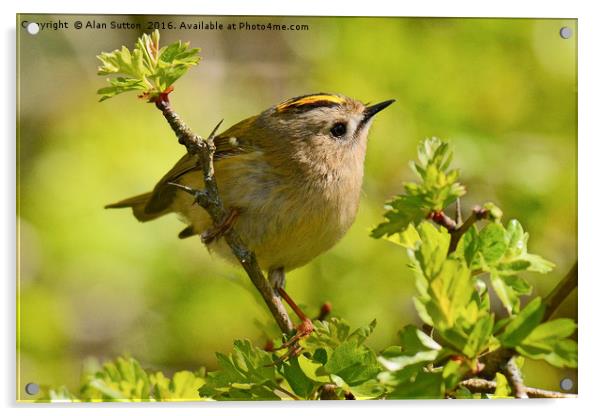 Goldcrest Acrylic by Alan Sutton