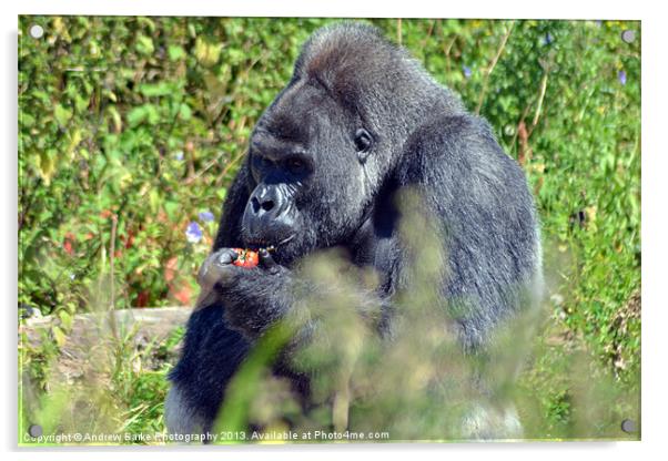 gorilla feeding time Acrylic by A B
