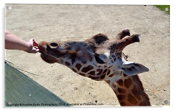 Giraffes feeding time Acrylic by A B