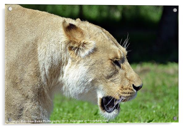 Lioness walking past Acrylic by A B