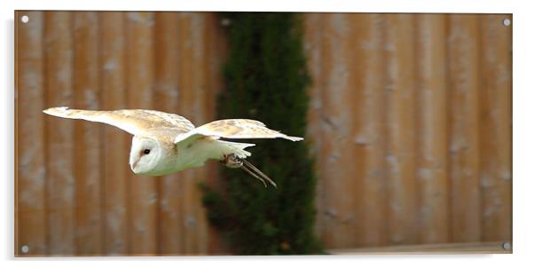 Barn Owl Acrylic by A B