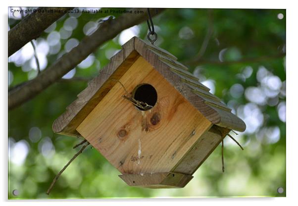 Bird House Acrylic by Garrett Harris