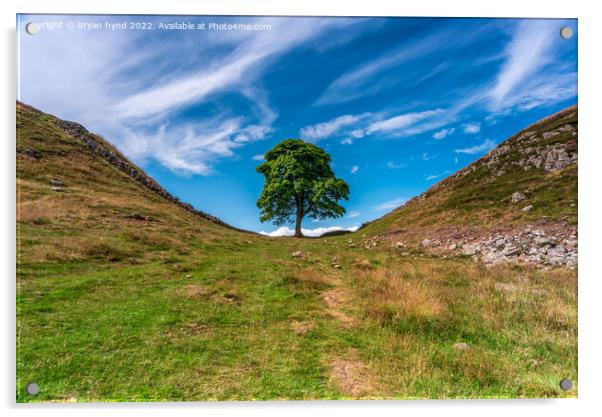 Sycamore Gap Acrylic by bryan hynd