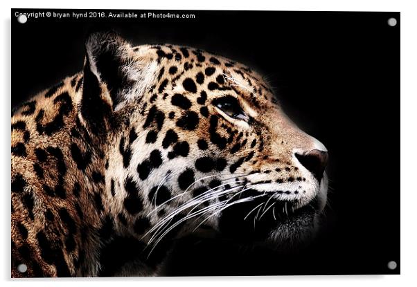  Jaguar Profile 1 Acrylic by bryan hynd