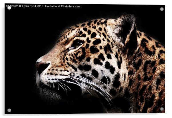  Jaguar Profile 2 Acrylic by bryan hynd
