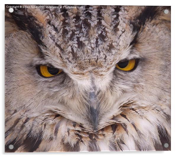  Owl Eyes Acrylic by bryan hynd