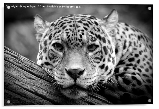 Jaguar Stare Black & White Acrylic by bryan hynd