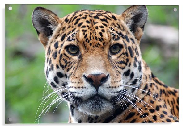 Jaguar Stare Acrylic by bryan hynd