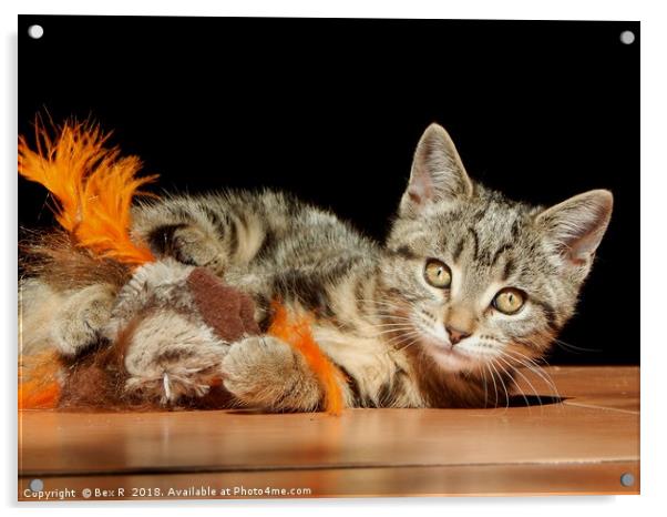                       Cute Kitten Acrylic by Bex R