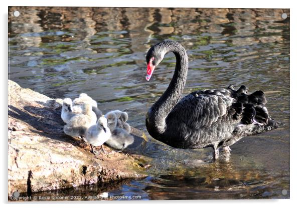 Mother Black Swan with cygnets Acrylic by Rosie Spooner