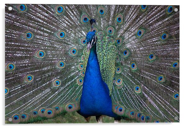 Peacock Beauty Acrylic by Rosie Spooner