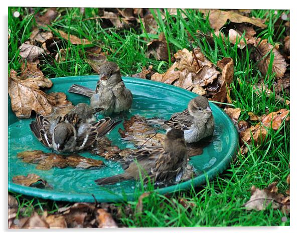 Autumn Bird Bath Acrylic by Rosie Spooner
