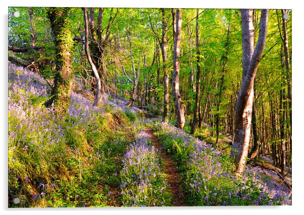 Path through the Bluebell Woods Acrylic by Rosie Spooner