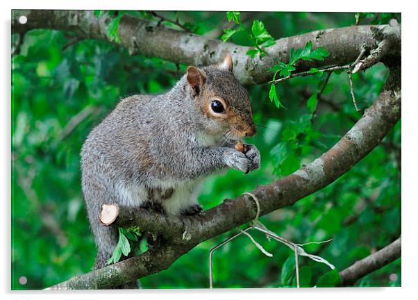Squirrel enjoying nuts from the bird feeder Acrylic by Rosie Spooner