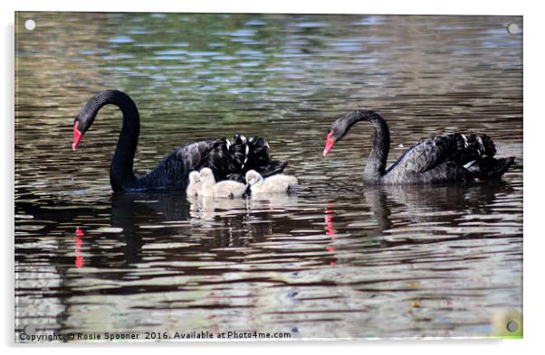 Black Swan family with three cygnets at Dawlish Acrylic by Rosie Spooner