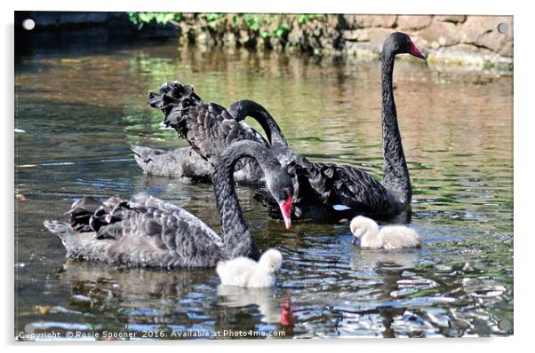 Black Swans and four day old cygnets at Dawlish Acrylic by Rosie Spooner