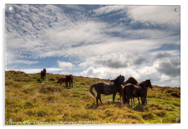 Ponies on Dartmoor Acrylic by Rosie Spooner