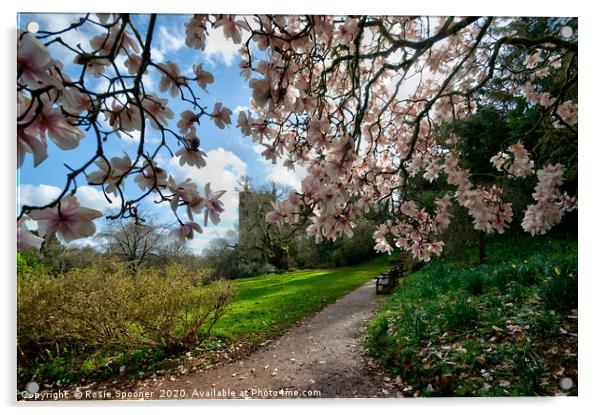 Springtime at Cockington in Torquay  Acrylic by Rosie Spooner