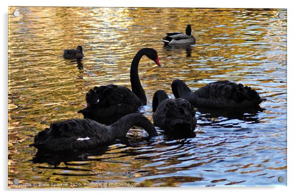 Black Swan family at Dawlish Brook in South Devon Acrylic by Rosie Spooner