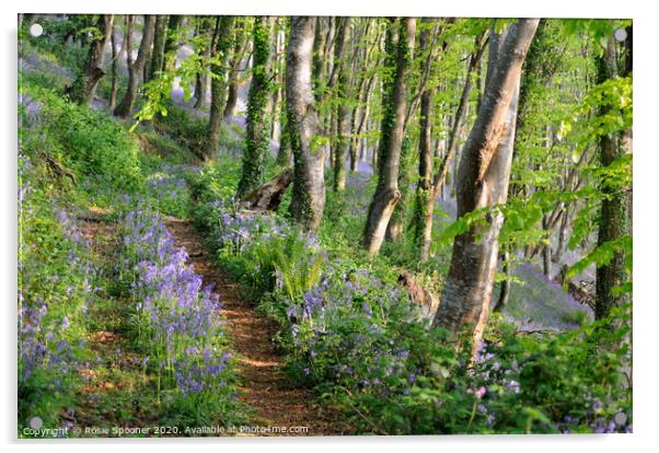 Path into the bluebell woods in Cornwall Acrylic by Rosie Spooner