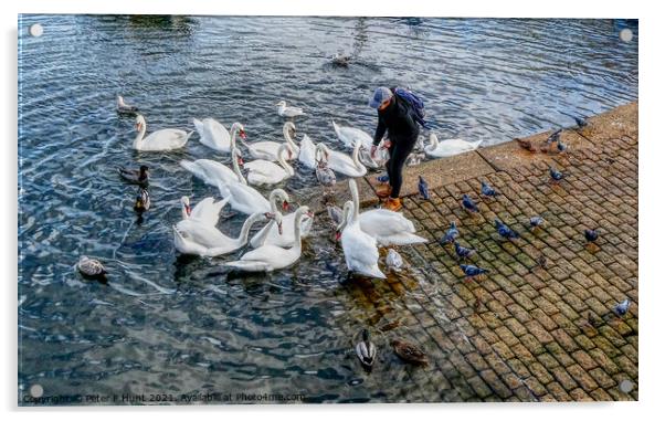Feeding The Brixham Swans  Acrylic by Peter F Hunt