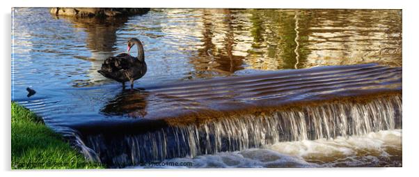 Black Swan On The Brook Dawlish Acrylic by Peter F Hunt