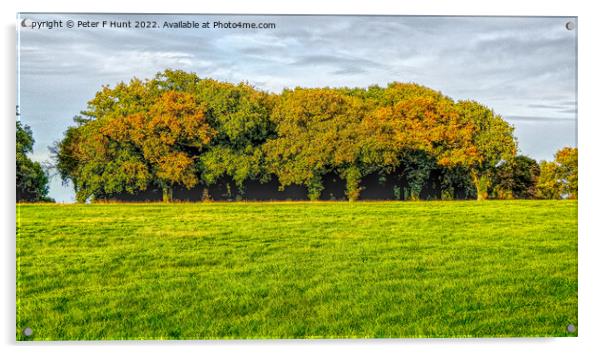 Epsom Downs Trees Acrylic by Peter F Hunt