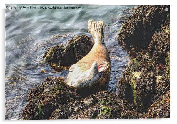 A Grey Seal Posing On The Rocks Acrylic by Peter F Hunt