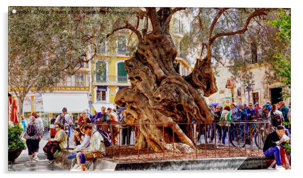 Palma Mallorca The Old Olive Tree Acrylic by Peter F Hunt