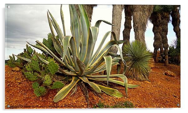 Mallorca Cacti Acrylic by Peter F Hunt