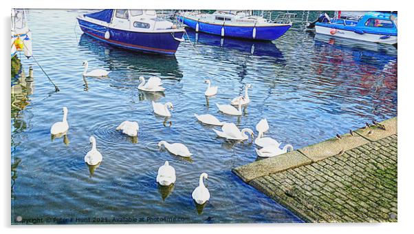 Swans in Brixham Harbour Acrylic by Peter F Hunt