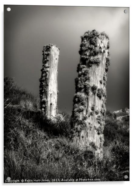 Lichen Stumps Acrylic by Robin Hart-Jones