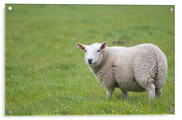 Sheep in field Acrylic by Lloyd Fudge