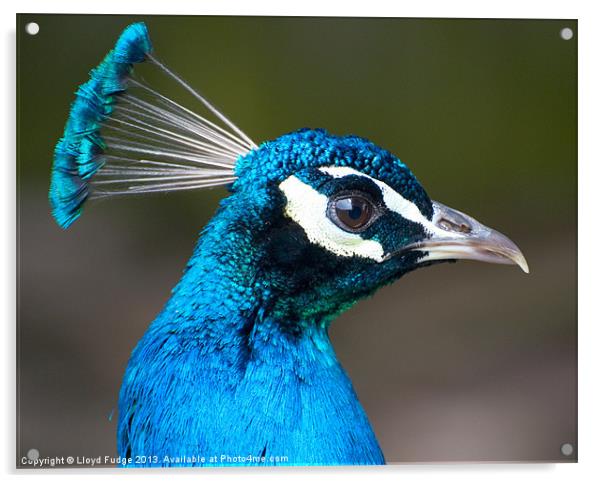 male peacock profile Acrylic by Lloyd Fudge
