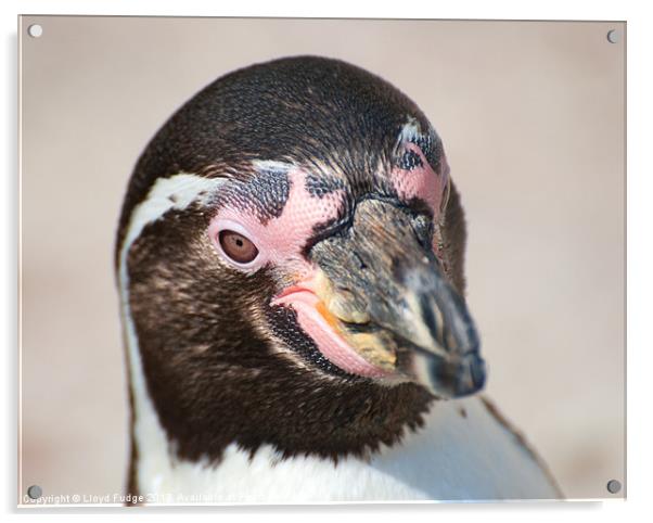 close in view of adult penguin Acrylic by Lloyd Fudge