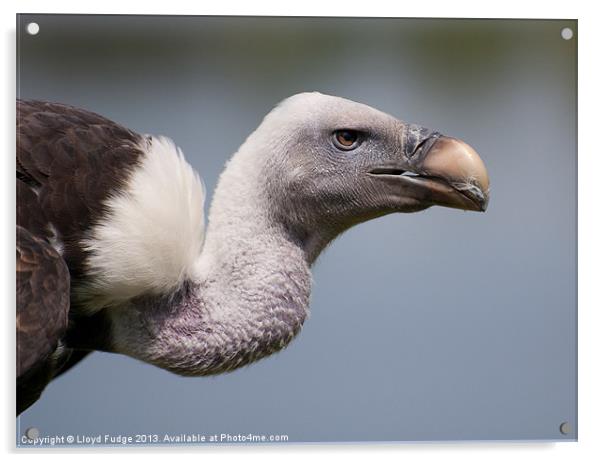 adult vulture Acrylic by Lloyd Fudge