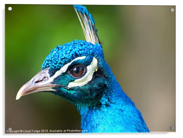 male adult peacock Acrylic by Lloyd Fudge