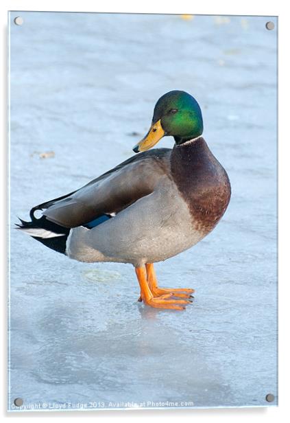 male mallard duck standing on frozen pond Acrylic by Lloyd Fudge
