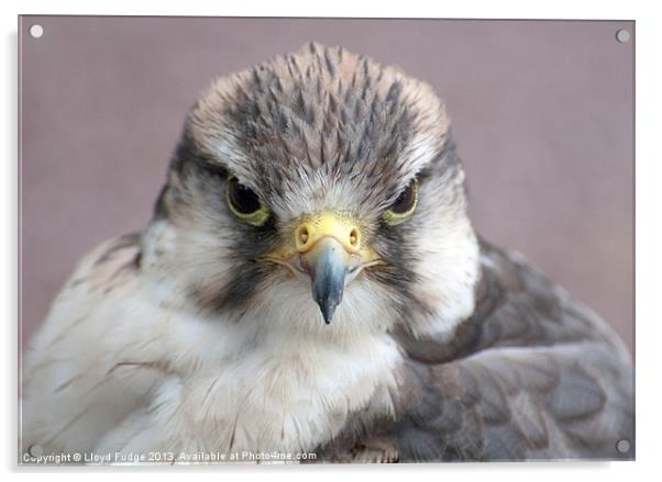 sparrow hawk Acrylic by Lloyd Fudge