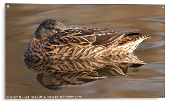 female mallard duck Acrylic by Lloyd Fudge