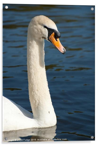 adult swan on the water Acrylic by Lloyd Fudge