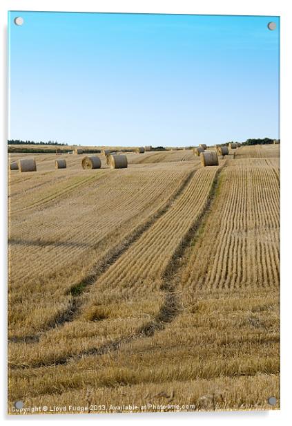 Bailed hay in field Acrylic by Lloyd Fudge