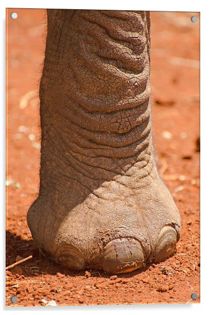large elephant foot Acrylic by Lloyd Fudge