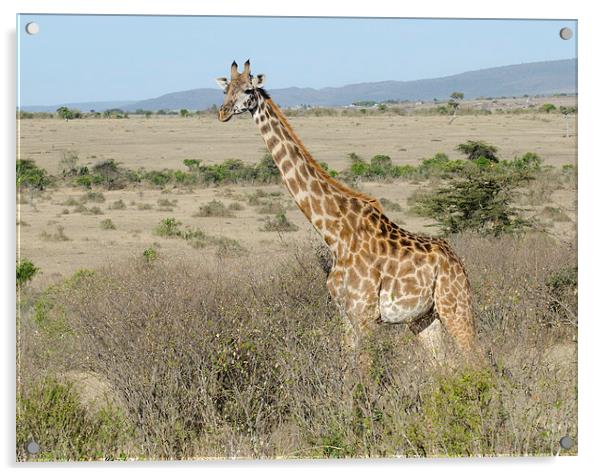 giraffe in the bush in the masi mari Acrylic by Lloyd Fudge