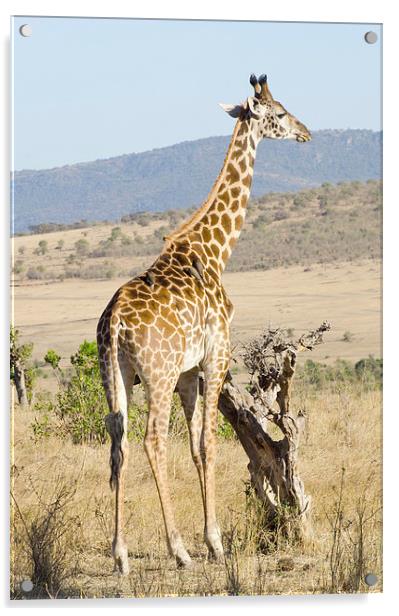 giraffe in kenya Acrylic by Lloyd Fudge