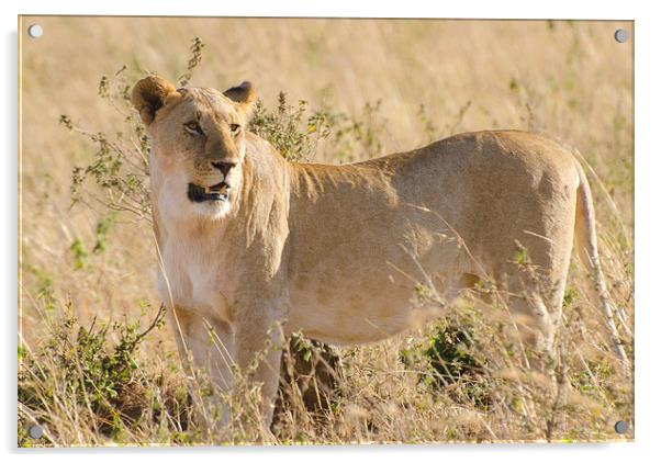 Lioness on the grasslands of africa Acrylic by Lloyd Fudge