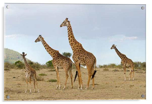 Giraffe family in Africa Acrylic by Lloyd Fudge